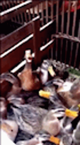 Duck Laughing GIF - Duck Laughing Lol GIFs