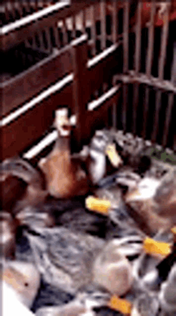 a bunch of ducks are sitting on a table in a cage