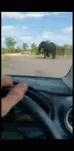 Elephant Threat GIF - Elephant Threat Big Animal GIFs