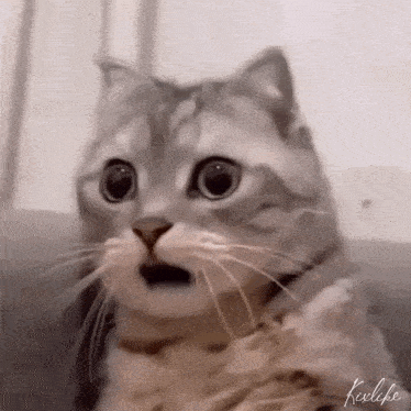 a close up of a cat 's face with a surprised look on its face .