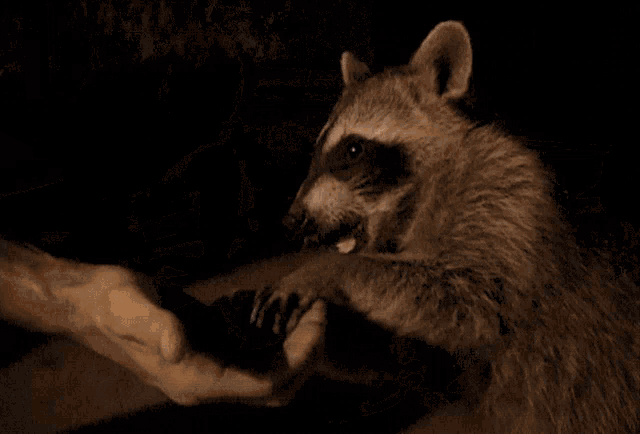 a man in a yellow shirt is feeding raccoons from a bucket
