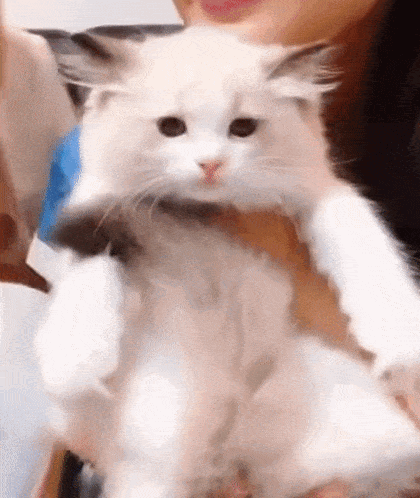 a woman is holding a white cat in her arms and it is looking at the camera .