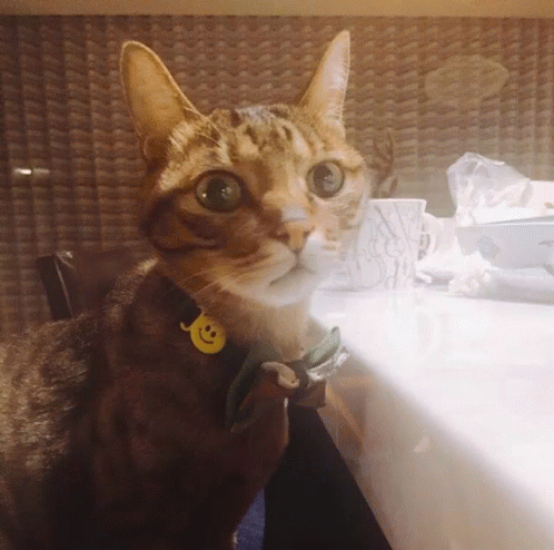 Sodagreen Cat GIF - Sodagreen Cat GIFs