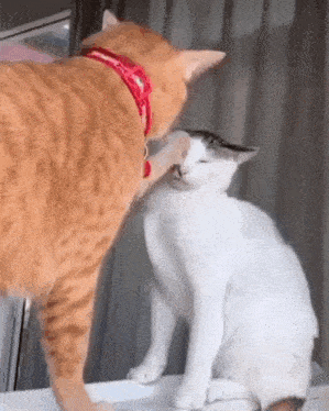 Cat Fight Cat Stare GIF - Cat Fight Cat Stare Staredown GIFs