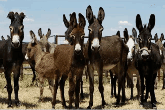 a herd of donkeys are standing in a field and looking at the camera