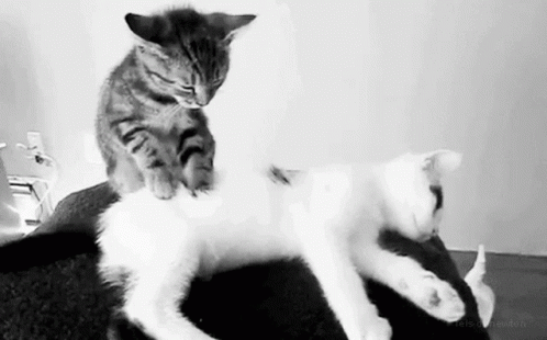 Kitty Massage GIF - Kitty Massage Relax GIFs