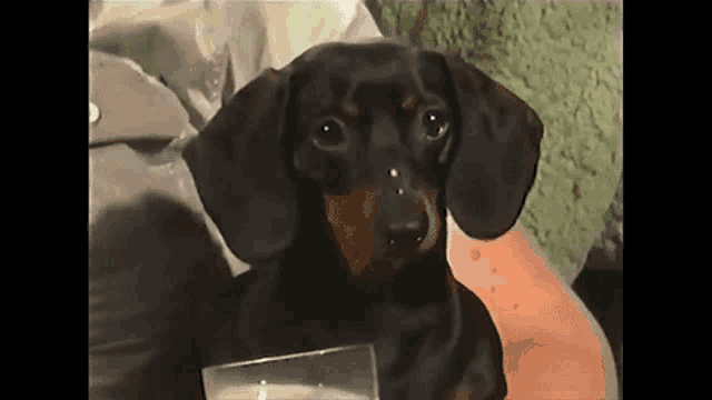 a dachshund is drinking milk from a glass while sitting on a person 's lap .