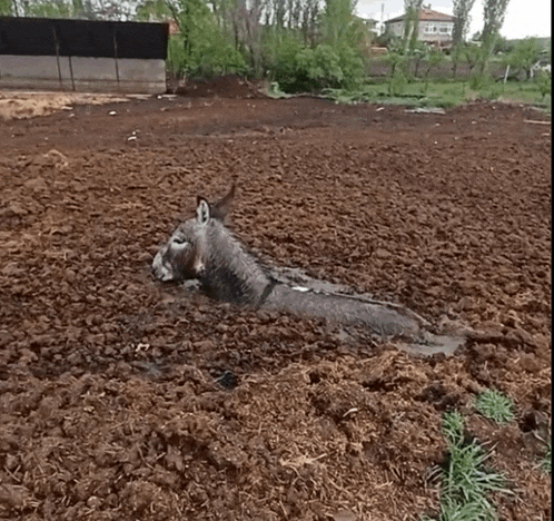 a donkey is laying in the dirt in a field