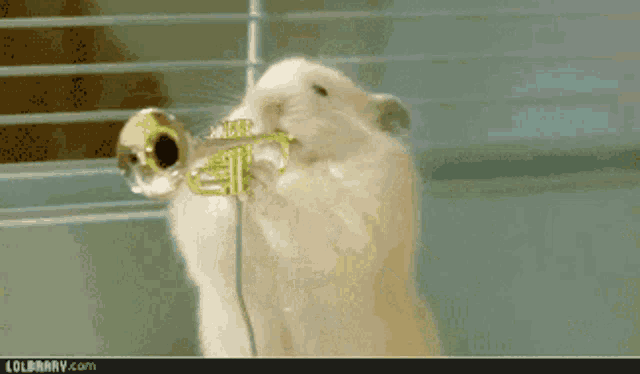 Hamster Playing Intruments GIF - Hamster Playing Intruments Musical Instruments GIFs