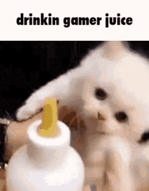 Drinkin Gamer Juice Gamer GIF - Drinkin Gamer Juice Gamer Gamer Cat GIFs
