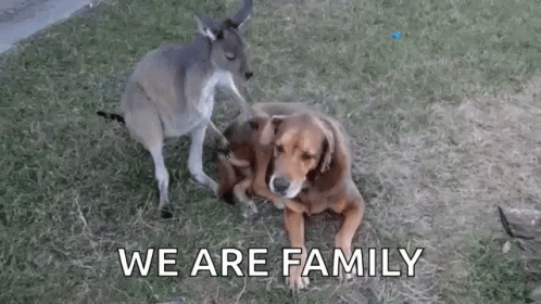 Animals Dog GIF - Animals Dog Kangaroo GIFs