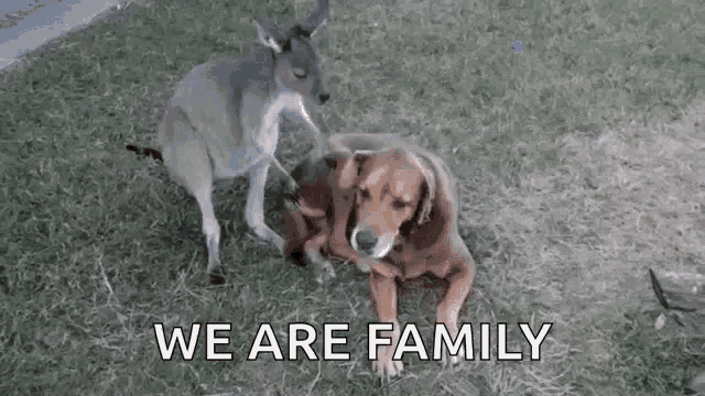 a kangaroo and a dog are playing in the grass with the words `` we are family '' above them .