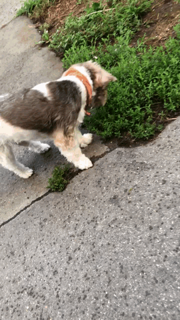 a dog standing on a sidewalk looking at a bush