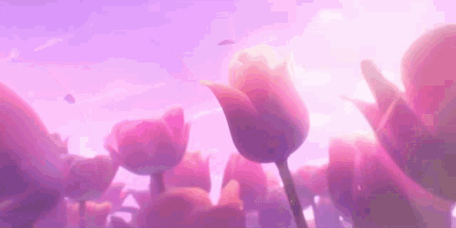 a bunch of pink flowers against a purple background