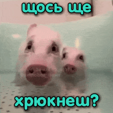 two pigs are standing next to each other in a bathtub with a caption in russian that says " xpoknew "
