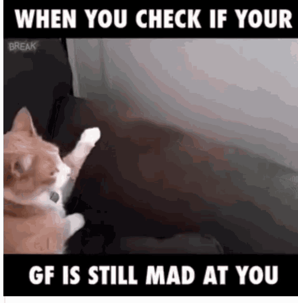 Gf Mad GIF - Gf Mad Cat GIFs