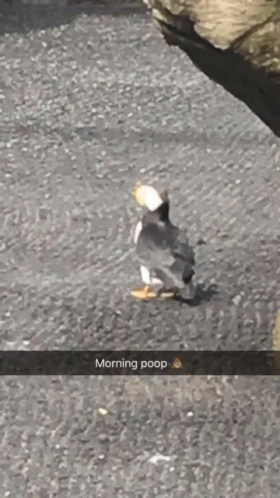 Morning Poop GIF - Morning Poop Bird GIFs