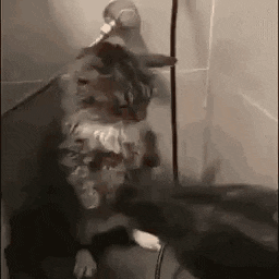 a cat is standing in a shower looking at a person .