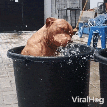 Dog Enjoying His Bath Viralhog GIF - Dog Enjoying His Bath Viralhog Playing With The Water GIFs