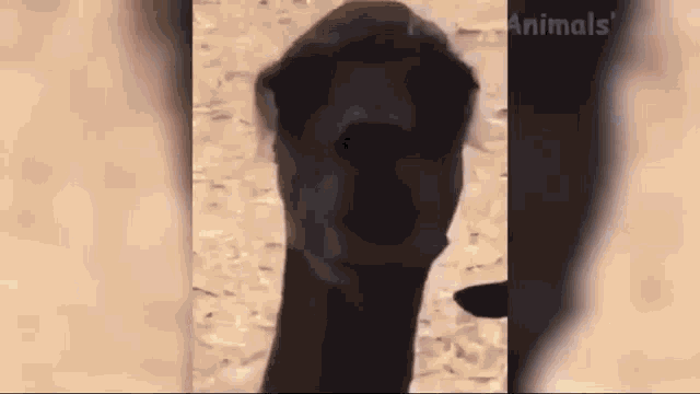 a close up of a camel 's face with a blurred background .