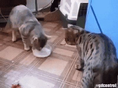 Cat Milk GIF - Cat Milk Sharing GIFs
