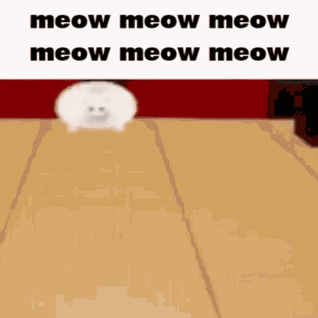 Meow Meow Cat Donuts GIF - Meow Meow Cat Donuts GIFs