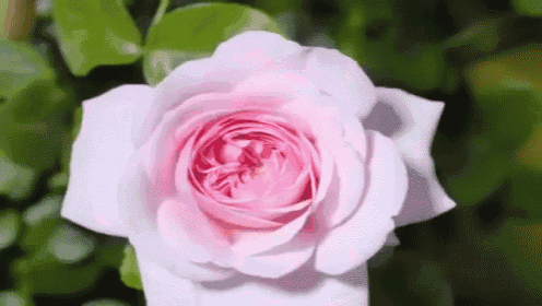 Rose GIF - Rose Bloom Blossom GIFs