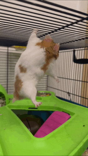 a brown and white hamster is standing upside down in a cage