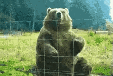 a bear is standing behind a fence in a grassy field