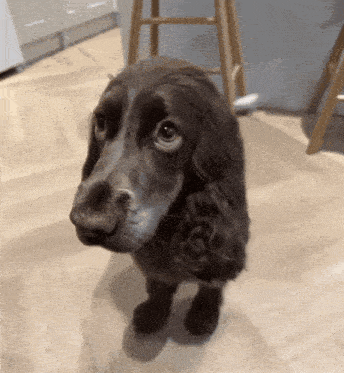 a cocker spaniel is standing on a wooden floor and looking up at the camera