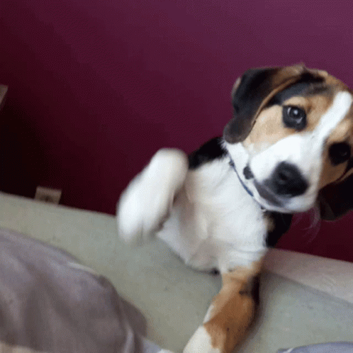 Morris Dog GIF - Morris Dog Beagle GIFs