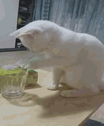 White Cat GIF - White Cat GIFs
