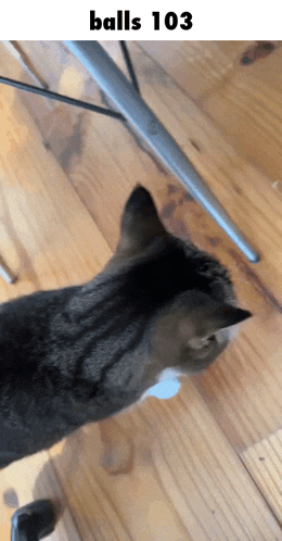 a cat standing on a wooden floor with balls 103 written on the bottom