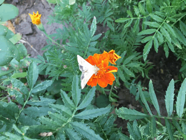a butterfly is perched on an orange flower with green leaves
