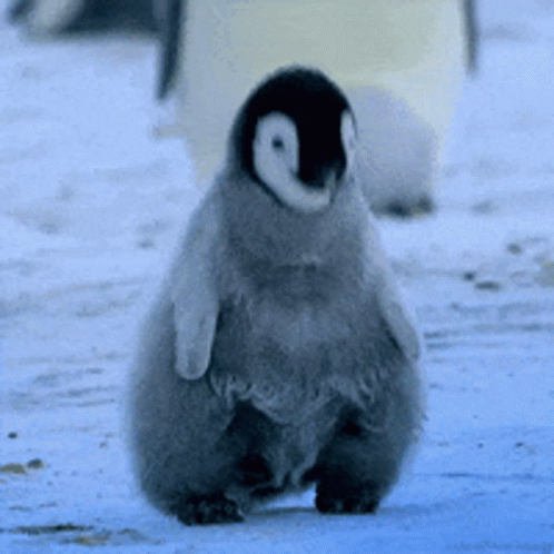Baby Penguin GIF - Baby Penguin Yup GIFs