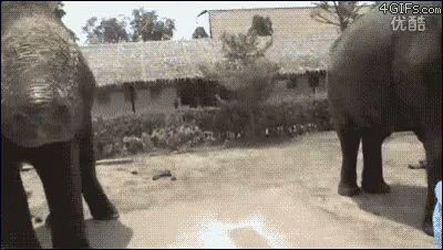 Bad Luck GIF - Elephant Phone Snatch Bad Luck GIFs
