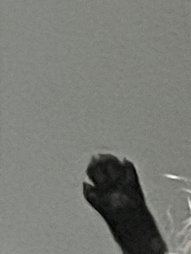 a close up of a cat 's paw against a gray wall