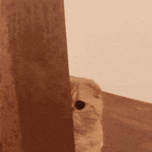 a cat is peeking out from behind a door