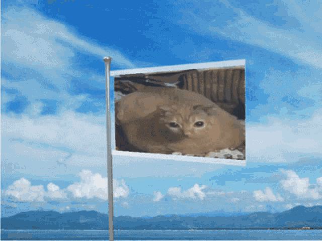 a flag with a picture of a cat on it flying in the wind