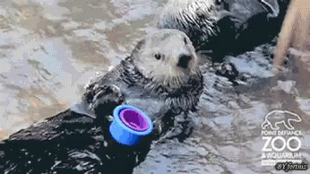 Otter Wtf GIF - Otter Wtf Cups GIFs