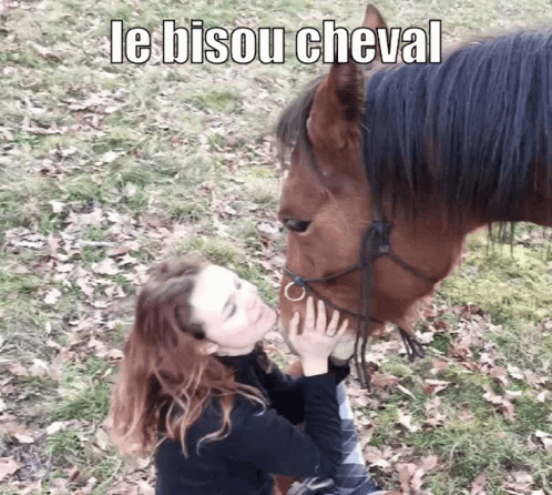 Le Bisous Cheval Amour GIF - Le Bisous Cheval Amour Cheveux GIFs