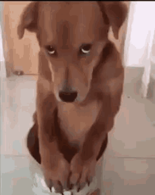 How About Two Scooby Snacks Rikithewor Id GIF - How About Two Scooby Snacks Rikithewor Id GIFs