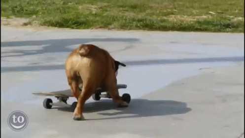 Skateboarding Animals GIF - Skateboarding Sports Dog GIFs