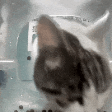 a close up of a cat 's face in a cage
