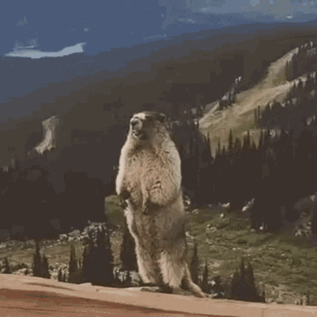 a groundhog is standing on its hind legs on top of a wooden railing .