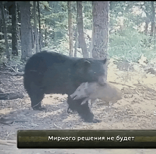 a picture of a bear holding a dead animal with a caption in russian that says мирного решения не будет