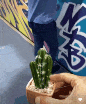 a person is holding a small potted cactus in front of a graffiti wall that says nm