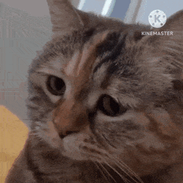 a close up of a cat 's face with the word kinemaster on the bottom