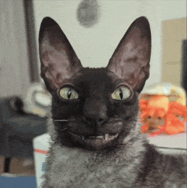 Pixel Cat Pixel GIF - Pixel Cat Pixel Rokotu GIFs