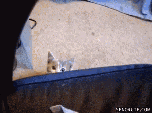a kitten peeking out from under a couch with senorgif.com written on the bottom